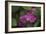 Pink Hydrangeas VI-Rita Crane-Framed Photographic Print