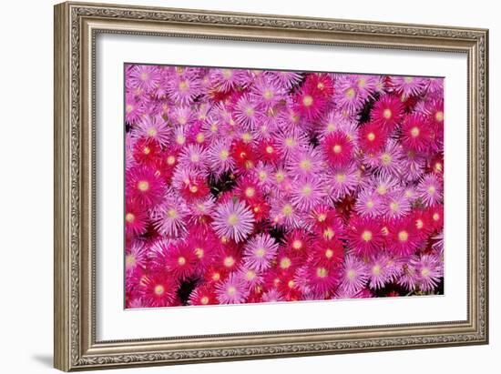 Pink Ice Flowers-Lee Peterson-Framed Photo