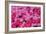 Pink Ice Flowers-Lee Peterson-Framed Photo