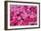 Pink Ice Flowers-Lee Peterson-Framed Photo