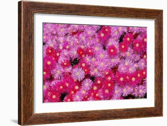 Pink Ice Flowers-Lee Peterson-Framed Photo