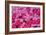 Pink Ice Flowers-Lee Peterson-Framed Photo