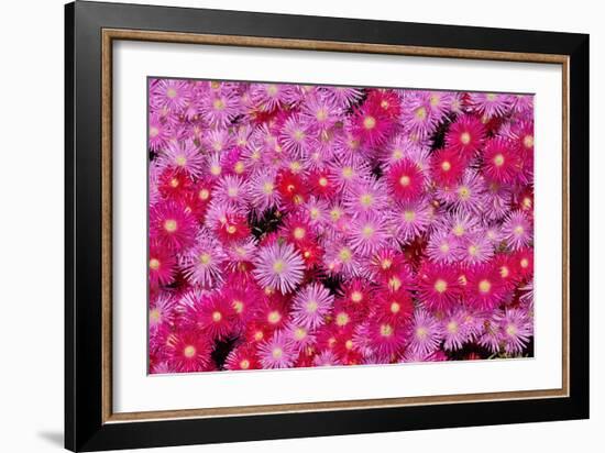 Pink Ice Flowers-Lee Peterson-Framed Photo