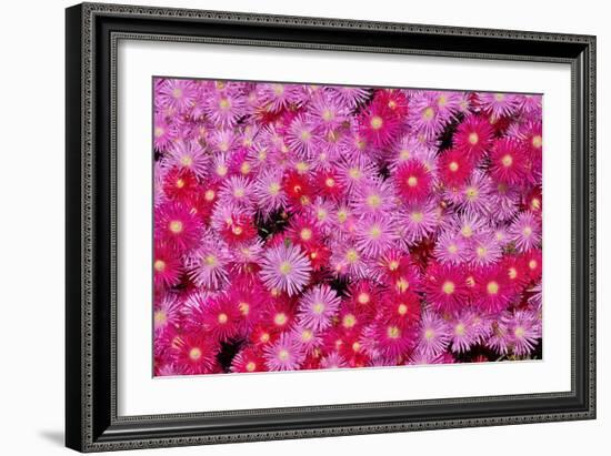 Pink Ice Flowers-Lee Peterson-Framed Photo