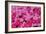 Pink Ice Flowers-Lee Peterson-Framed Photo