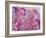 Pink Jellyfish-Lauren Moss-Framed Giclee Print