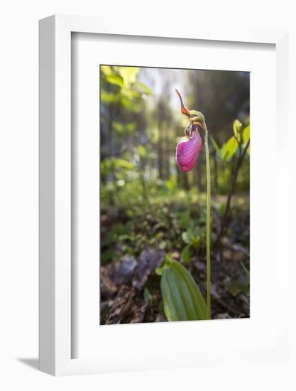 Pink Lady's Slipper in a Forest in Epping, New Hampshire-Jerry and Marcy Monkman-Framed Photographic Print