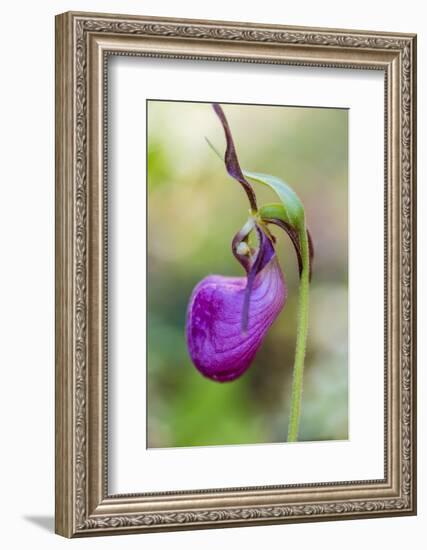 Pink Lady's Slipper in a Forest in Epping, New Hampshire-Jerry and Marcy Monkman-Framed Photographic Print