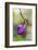 Pink Lady's Slipper in a Forest in Epping, New Hampshire-Jerry and Marcy Monkman-Framed Photographic Print