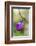 Pink Lady's Slipper in a Forest in Epping, New Hampshire-Jerry and Marcy Monkman-Framed Photographic Print