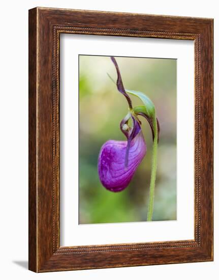 Pink Lady's Slipper in a Forest in Epping, New Hampshire-Jerry and Marcy Monkman-Framed Photographic Print