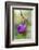 Pink Lady's Slipper in a Forest in Epping, New Hampshire-Jerry and Marcy Monkman-Framed Photographic Print