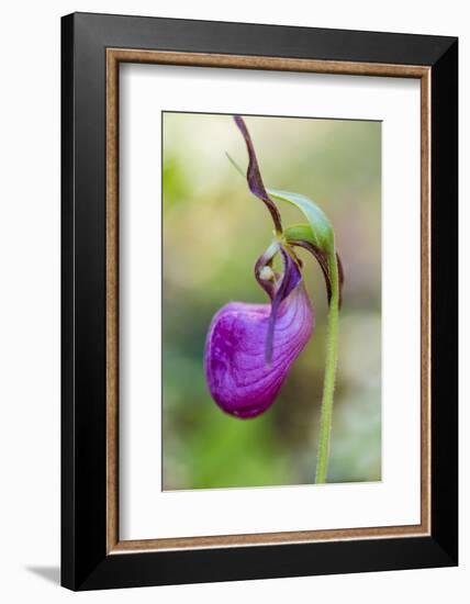 Pink Lady's Slipper in a Forest in Epping, New Hampshire-Jerry and Marcy Monkman-Framed Photographic Print