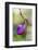 Pink Lady's Slipper in a Forest in Epping, New Hampshire-Jerry and Marcy Monkman-Framed Photographic Print