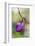 Pink Lady's Slipper in a Forest in Epping, New Hampshire-Jerry and Marcy Monkman-Framed Photographic Print