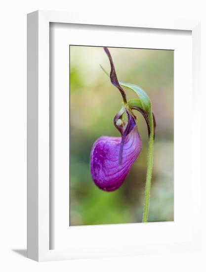 Pink Lady's Slipper in a Forest in Epping, New Hampshire-Jerry and Marcy Monkman-Framed Photographic Print