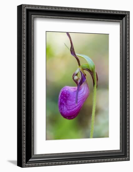 Pink Lady's Slipper in a Forest in Epping, New Hampshire-Jerry and Marcy Monkman-Framed Photographic Print