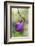 Pink Lady's Slipper in a Forest in Epping, New Hampshire-Jerry and Marcy Monkman-Framed Photographic Print