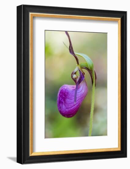 Pink Lady's Slipper in a Forest in Epping, New Hampshire-Jerry and Marcy Monkman-Framed Photographic Print