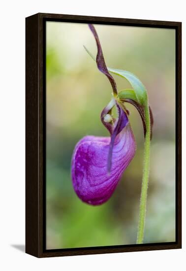 Pink Lady's Slipper in a Forest in Epping, New Hampshire-Jerry and Marcy Monkman-Framed Premier Image Canvas