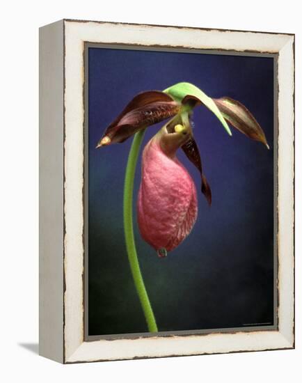 Pink Lady Slipper, St. Clair Nature Preserve, Michigan, USA-Claudia Adams-Framed Premier Image Canvas