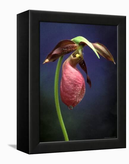 Pink Lady Slipper, St. Clair Nature Preserve, Michigan, USA-Claudia Adams-Framed Premier Image Canvas