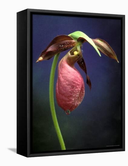 Pink Lady Slipper, St. Clair Nature Preserve, Michigan, USA-Claudia Adams-Framed Premier Image Canvas