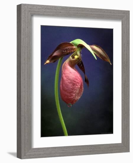 Pink Lady Slipper, St. Clair Nature Preserve, Michigan, USA-Claudia Adams-Framed Photographic Print