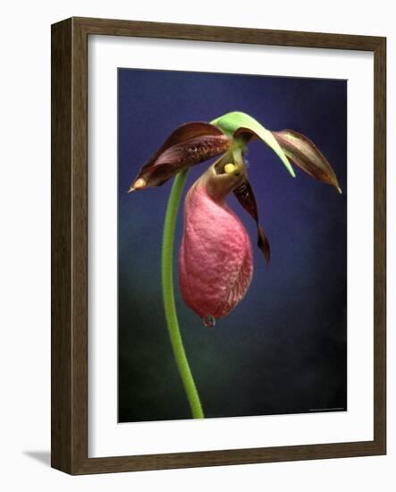 Pink Lady Slipper, St. Clair Nature Preserve, Michigan, USA-Claudia Adams-Framed Photographic Print