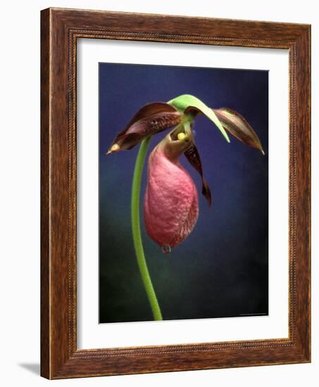 Pink Lady Slipper, St. Clair Nature Preserve, Michigan, USA-Claudia Adams-Framed Photographic Print