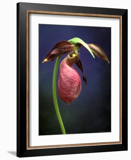 Pink Lady Slipper, St. Clair Nature Preserve, Michigan, USA-Claudia Adams-Framed Photographic Print