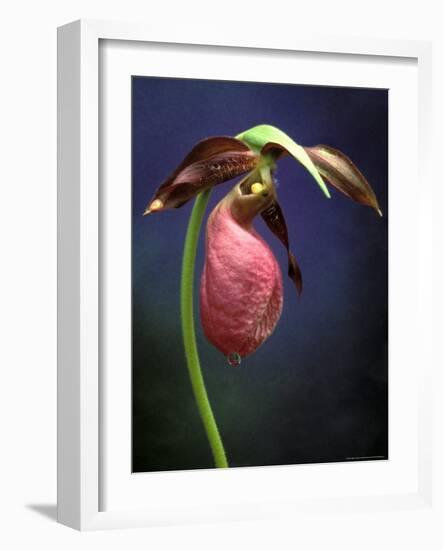 Pink Lady Slipper, St. Clair Nature Preserve, Michigan, USA-Claudia Adams-Framed Photographic Print