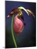 Pink Lady Slipper, St. Clair Nature Preserve, Michigan, USA-Claudia Adams-Mounted Photographic Print