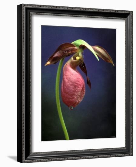 Pink Lady Slipper, St. Clair Nature Preserve, Michigan, USA-Claudia Adams-Framed Photographic Print