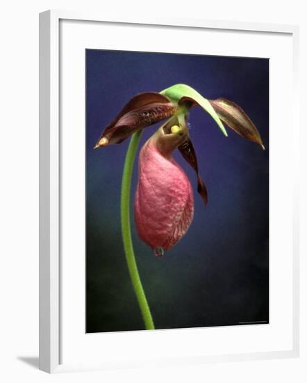 Pink Lady Slipper, St. Clair Nature Preserve, Michigan, USA-Claudia Adams-Framed Photographic Print