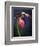 Pink Lady Slipper, St. Clair Nature Preserve, Michigan, USA-Claudia Adams-Framed Photographic Print