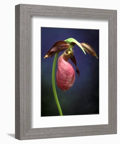 Pink Lady Slipper, St. Clair Nature Preserve, Michigan, USA-Claudia Adams-Framed Photographic Print