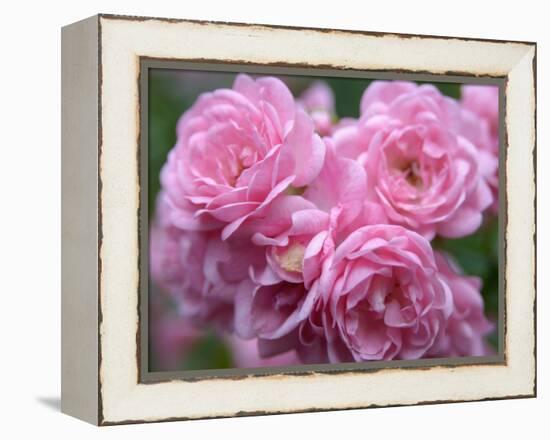 Pink Landscape Roses, Jackson, New Hampshire, USA-Lisa S^ Engelbrecht-Framed Premier Image Canvas