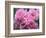 Pink Landscape Roses, Jackson, New Hampshire, USA-Lisa S^ Engelbrecht-Framed Photographic Print