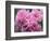 Pink Landscape Roses, Jackson, New Hampshire, USA-Lisa S^ Engelbrecht-Framed Photographic Print