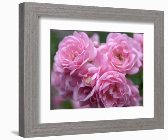 Pink Landscape Roses, Jackson, New Hampshire, USA-Lisa S^ Engelbrecht-Framed Photographic Print