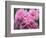 Pink Landscape Roses, Jackson, New Hampshire, USA-Lisa S^ Engelbrecht-Framed Photographic Print