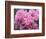 Pink Landscape Roses, Jackson, New Hampshire, USA-Lisa S^ Engelbrecht-Framed Photographic Print