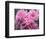 Pink Landscape Roses, Jackson, New Hampshire, USA-Lisa S^ Engelbrecht-Framed Photographic Print