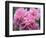 Pink Landscape Roses, Jackson, New Hampshire, USA-Lisa S^ Engelbrecht-Framed Photographic Print