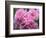 Pink Landscape Roses, Jackson, New Hampshire, USA-Lisa S^ Engelbrecht-Framed Photographic Print