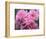 Pink Landscape Roses, Jackson, New Hampshire, USA-Lisa S^ Engelbrecht-Framed Photographic Print