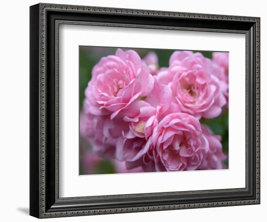 Pink Landscape Roses, Jackson, New Hampshire, USA-Lisa S^ Engelbrecht-Framed Photographic Print