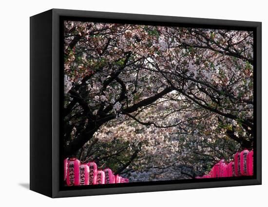 Pink Lanterns on Canopy of Cherry Trees in Bloom, Kamakura, Japan-Nancy & Steve Ross-Framed Premier Image Canvas