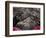 Pink Lanterns on Canopy of Cherry Trees in Bloom, Kamakura, Japan-Nancy & Steve Ross-Framed Photographic Print